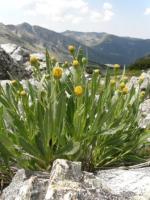 Мониторинг на защитени растителни видове