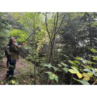 Международни специалисти събират семена от характерни дървесни видове в Природен парк „Рилски манастир“